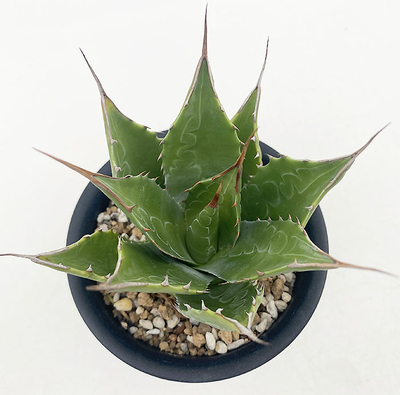 アガベ モンタナ | ネットショップ・アガベ