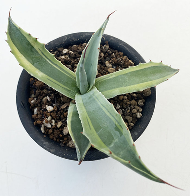 アガベ　オバティホリア ”オルカ”