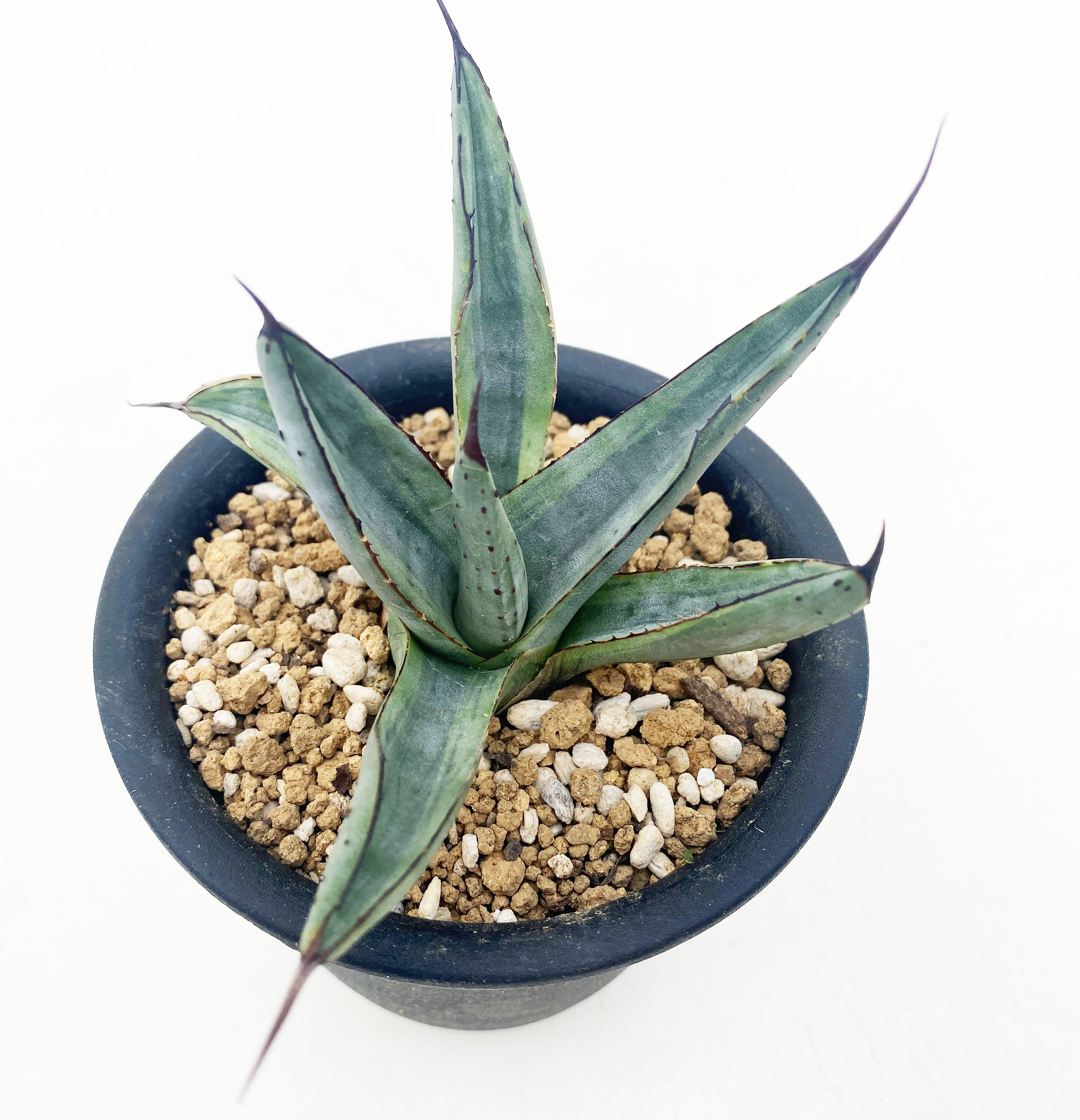 アガベ 　マスタードシャーク アガベ ×ニッケリーマ ”マスタードシャーク” | ネットショップ・アガベ