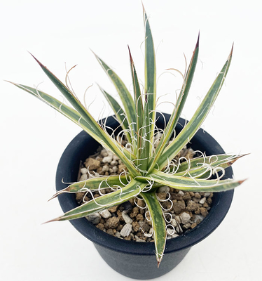 アガベ　レオポルディ ”ぺインテッドネイルズ”