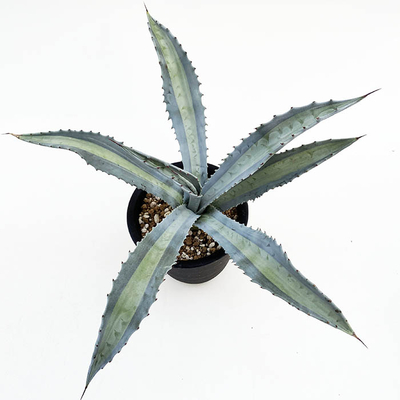 アガベ　アメリカーナ　エクスパンサ　パリーダ