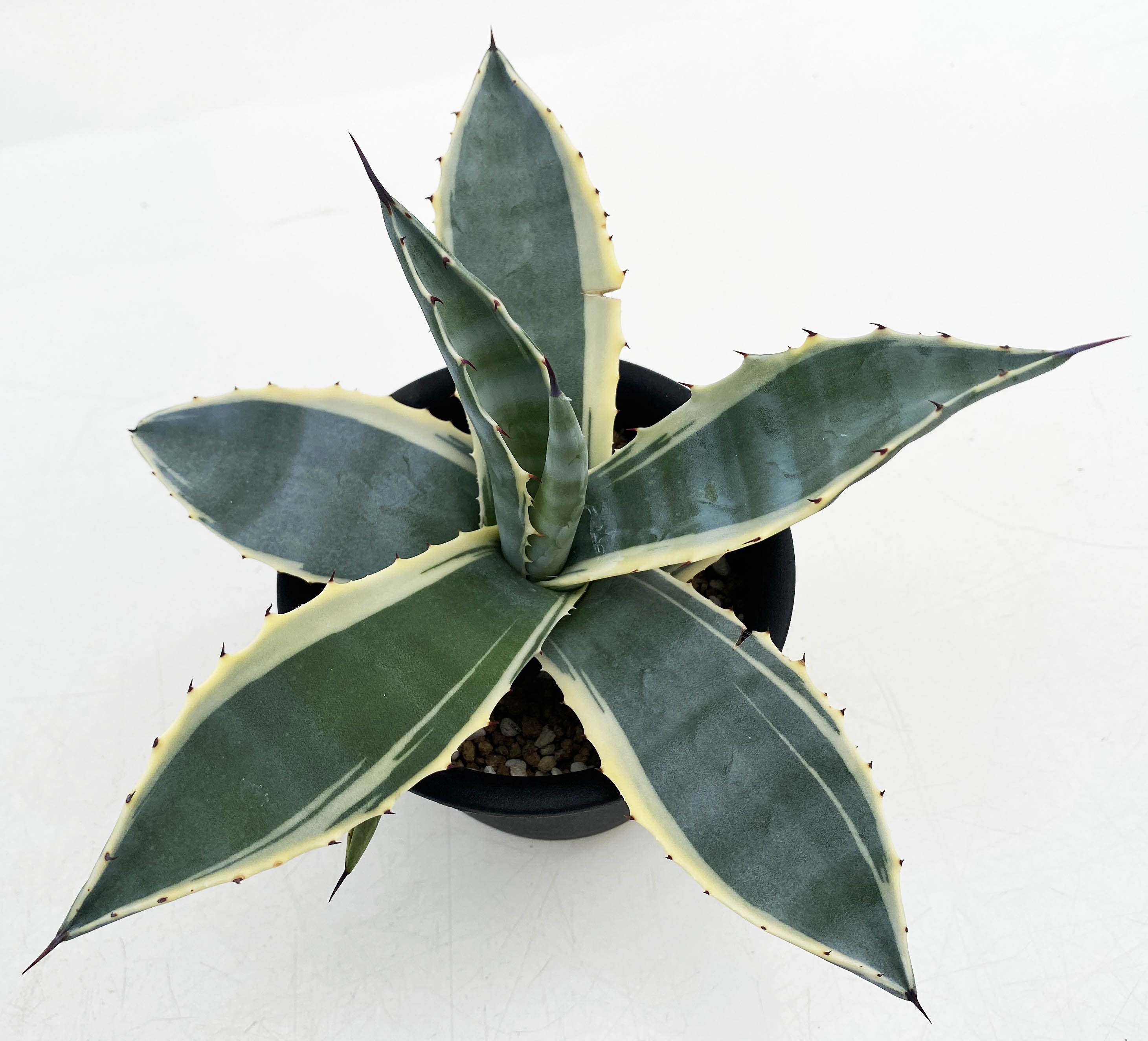 アガベ アメリカーナ ”マシュマロクリーム” | ネットショップ・アガベ