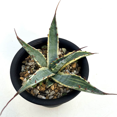 斑入りのアガベを販売 | ネットショップ・アガベ