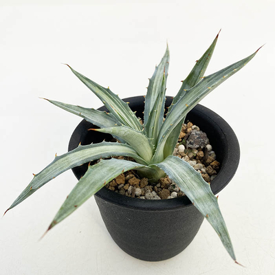 アガベ アメリカーナ斑入り 変異株 3ポット 斑入りのアガベを販売