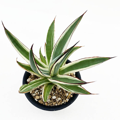 斑入りのアガベを販売 | ネットショップ・アガベ