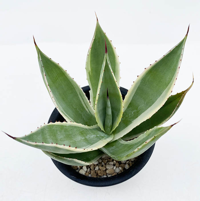 アガベ　ミチス ”マルチカラー”