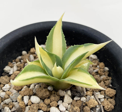 アガベ　イスメンシス ”エル・チチョン”