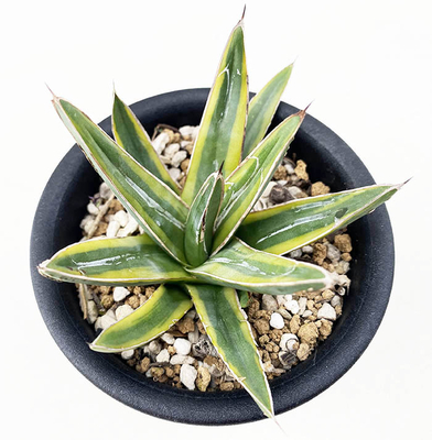 斑入りのアガベを販売 | ネットショップ・アガベ