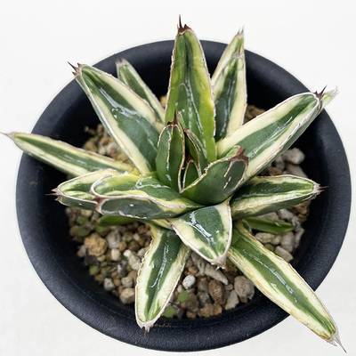 アガベ　ビクトリア・レジーナ ”フランソワ・アイボリー”