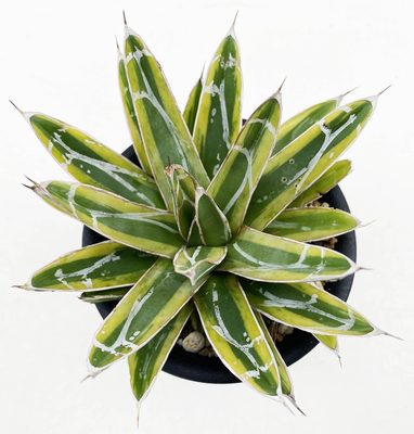 アガベ パリー 覆輪斑 FOX? 抜き苗 アガベ パリー 覆輪斑 FOX? 抜き苗