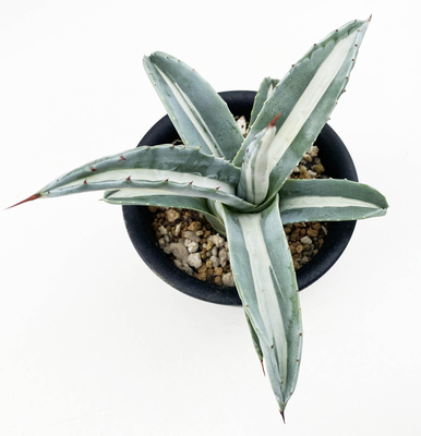 アガベ　アメリカーナ・メディオピクタ・アルバ（華厳）