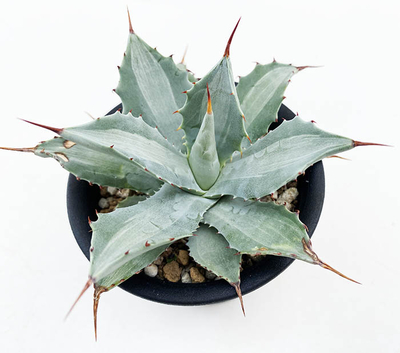 アガベ　”ロンキー”