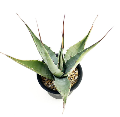 アガベ　ディサーティ・シンプレックス