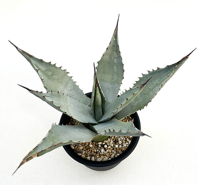 アガベ　パルリ・コーエジー