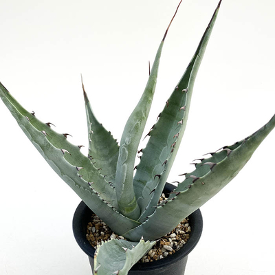 アガベ　アスペリーマ ・マデレンシス