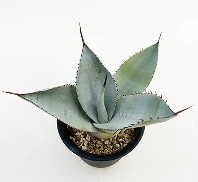 アガベ　スカポサ