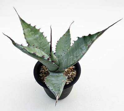 アガベ　ワコマヒー