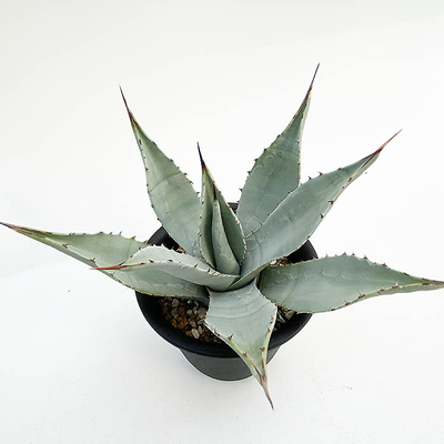 アガベ　ハバディア―ナ