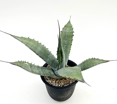 アガベ　アトロビレンス・アトロビレンス