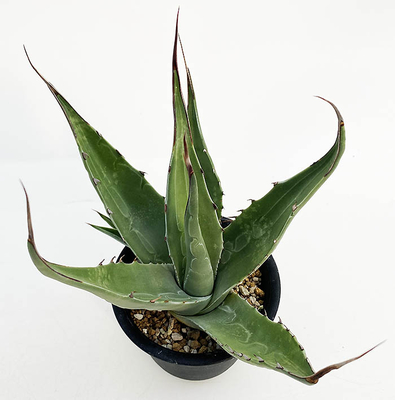 アガベ　ジェントリー ”ラ・エスコンディダ”