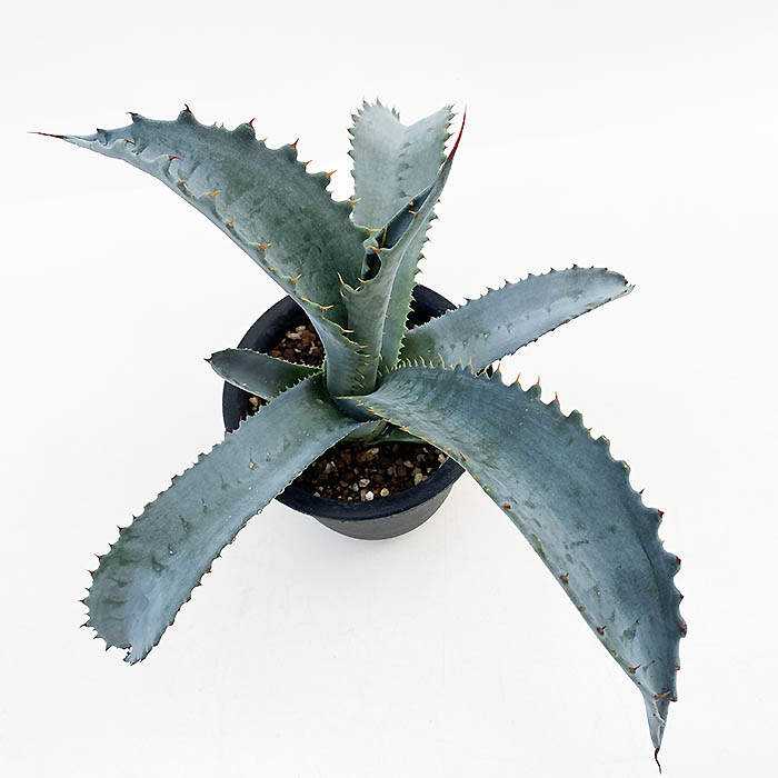 アガベ プロトアメリカーナ ”ファンキートゥース” | ネットショップ