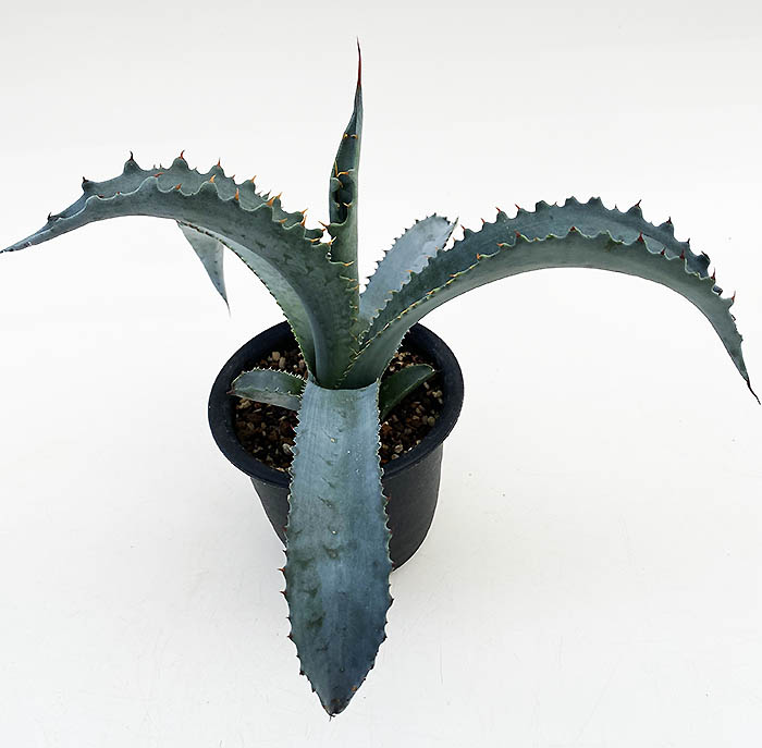 アガベ プロトアメリカーナ ”ファンキートゥース” | ネットショップ
