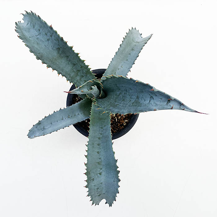 大型‼️アガベ プロトアメリカーナ ファンキートゥース　 親株1点 耐寒性あり 大型‼️アガベ プロトアメリカーナ ファンキートゥース 親株1点 耐寒性