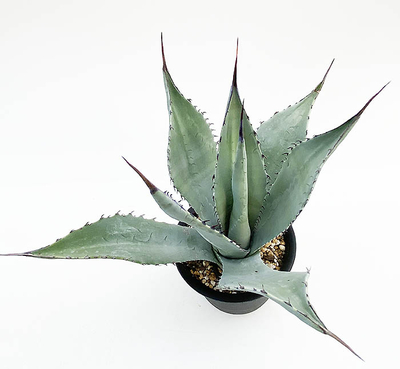 アガベ　パルリ・パルリ×フレクシスピナ