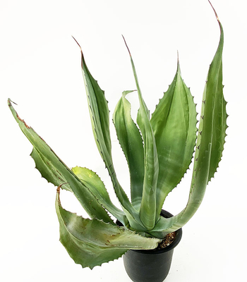 アガベ SP.  　(アトロビレンス・シグマトフィラ ?）