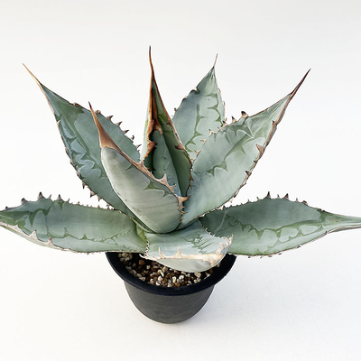 アガベ　チタノタ ”ランチョタンバー”