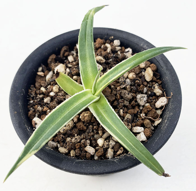 アガベ　ニザンデンシス”ダブルストライプ”