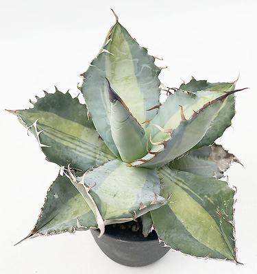 アガベ　チタノタ ”ダスティ ローズ”