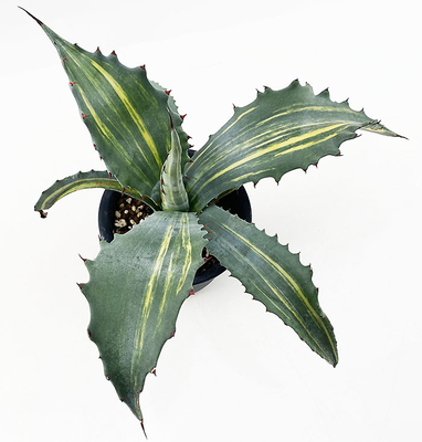 アガベ　サルミアナ・フェロックス　ストリアータ