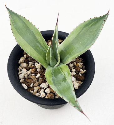 アガベ　オバティホリア ”キラー”