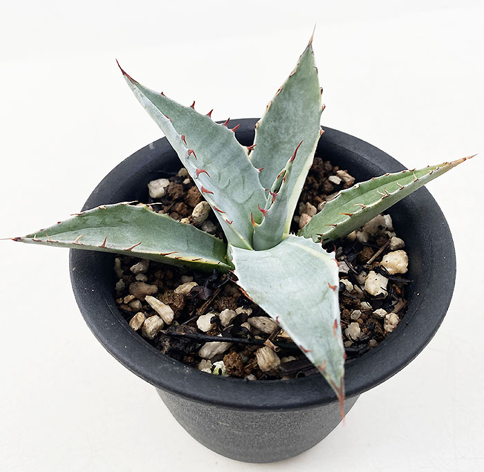 アガベ オバティサナ ”シースター” | ネットショップ・アガベ