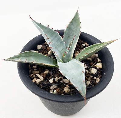 アガベ　オバティサナ ”シースター”