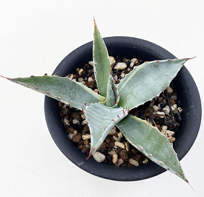 アガベ　オバティサナ　シースター　地植え　大株 耐寒性 USA輸入選別株 極美 アガベ オバティサナ シースター 鉢ごと発送