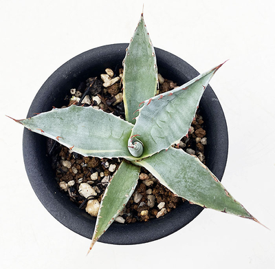 アガベ オバティサナ ”シースター” | ネットショップ・アガベ