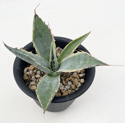 アガベ オリザバ 斑入り 斑入り部分強め❗ 斑入りのアガベを販売