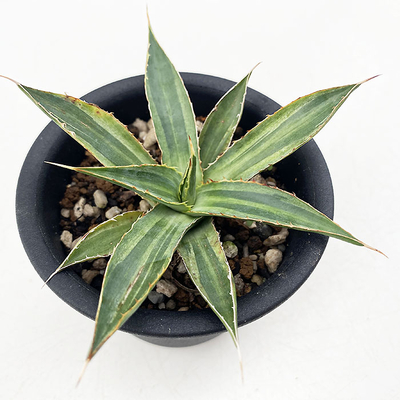 アガベ　ロファンタ”マルチグリーン”