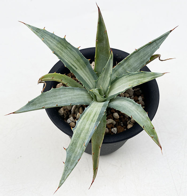 アガベ　JCシャドー　斑入り アガベ JCシャドー 斑入り