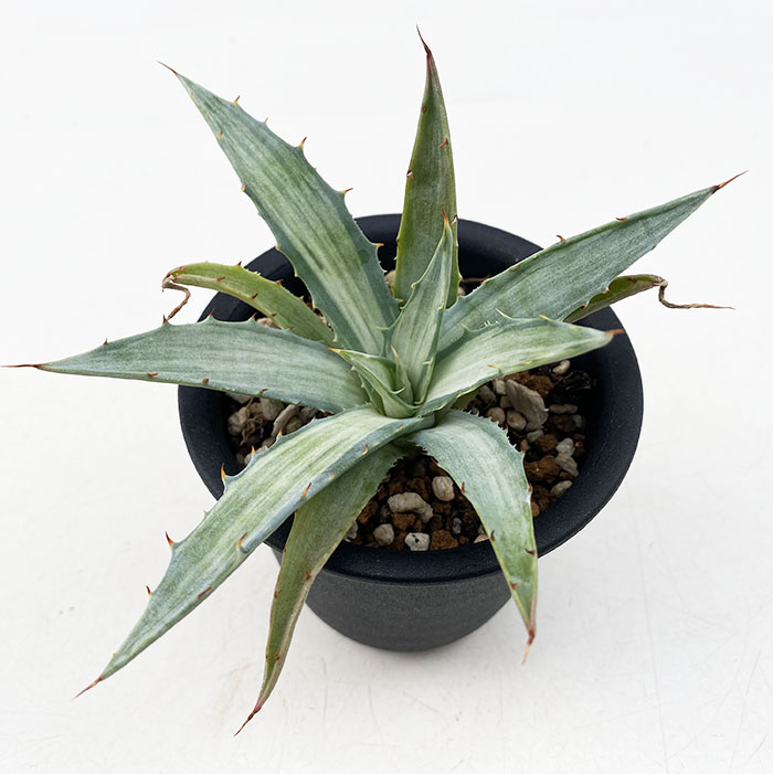 アガベ デサーティ・シンプレックス ”スノー デビル” | ネットショップ
