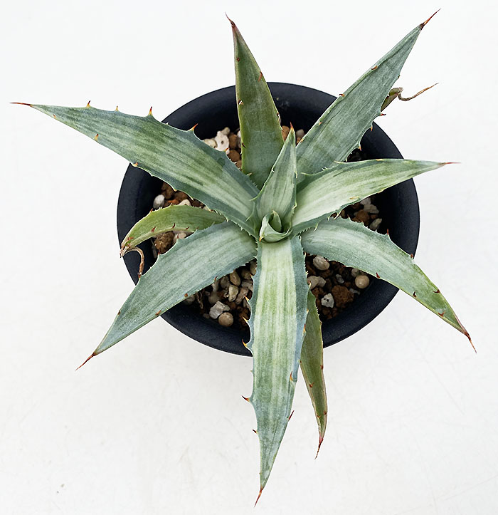 アガベ　デザーティシンプレックス　スノーデビル アガベ デサーティ・シンプレックス ”スノー デビル” | ネットショップ