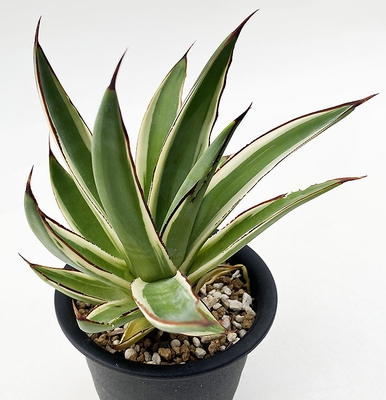 アガベ　”スノーグロー”