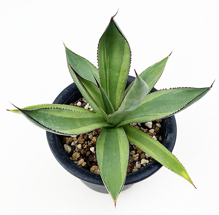 アガベ オブスクーラ ”レッド・スカイライン” | ネットショップ・アガベ