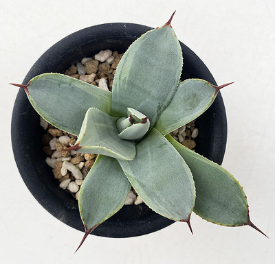 アガベ　パルリ ”ボーダーガード”