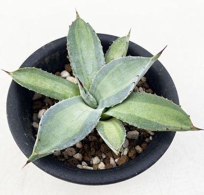 パルリ・ワチュセンシス中斑