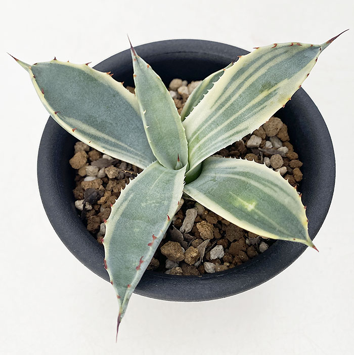 アガベ パルリ ”ラッキー ストライプ” | ネットショップ・アガベ