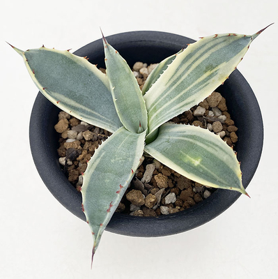 アガベ　パルリ ”ラッキー ストライプ”