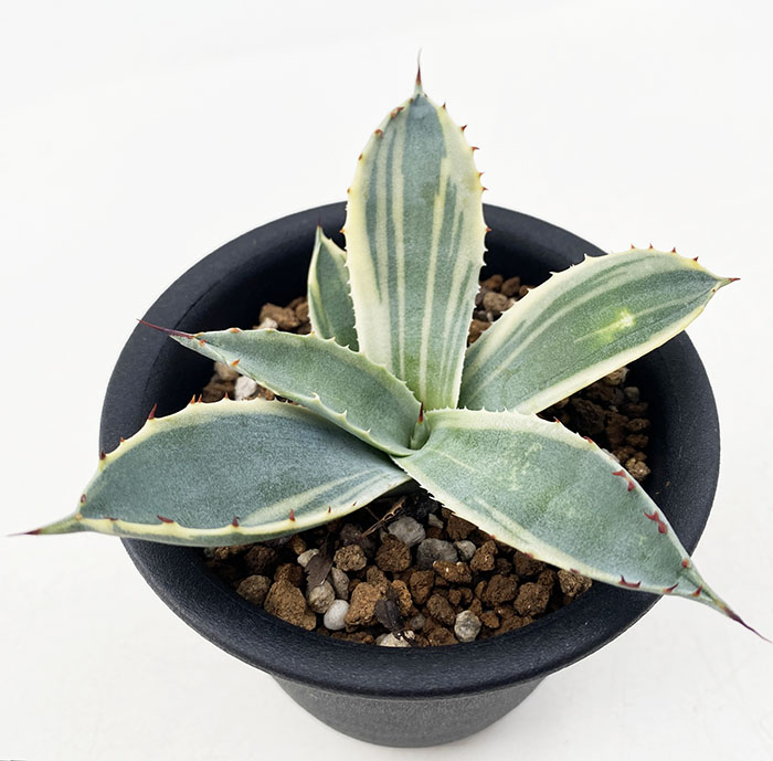 アガベ　パリー　ラッキーストライプ　子株 アガベ パルリ ”ラッキー ストライプ” | ネットショップ・アガベ